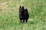 SCHIPPERKE 690